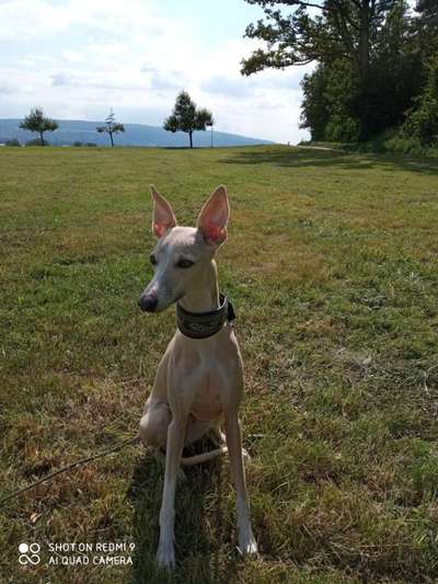 Windhunde - Treffen der besonderen Schönheiten
HERZLICH WILLKOMMEN-Beitrag-Bild