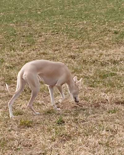Windhunde - Treffen der besonderen Schönheiten
HERZLICH WILLKOMMEN-Beitrag-Bild