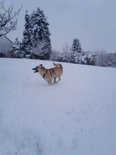 Dogorama Photo Challenge - Winterstimmung-Beitrag-Bild