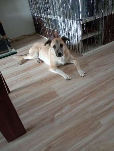 TierschutzhundeStammtisch🐕-Beitrag-Bild