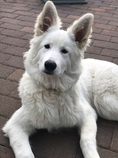 Deutsche Schäferhunde, Belgische Schäferhunde.-Beitrag-Bild