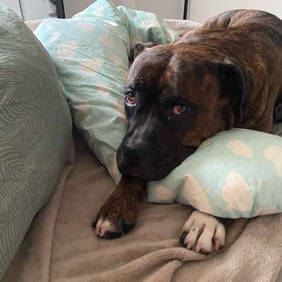 Hundetreffen-Neue Hundekontakte - Umzug-Bild