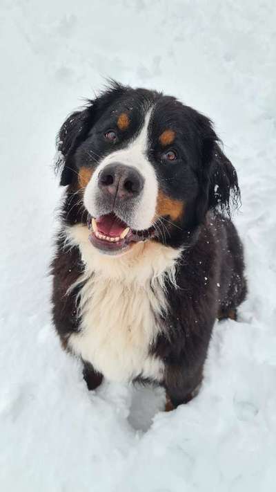 Berner Sennen-Beitrag-Bild