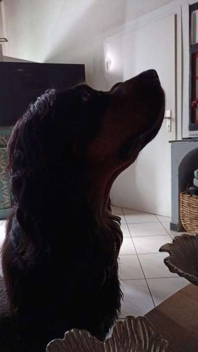 Gordon Setter-Beitrag-Bild