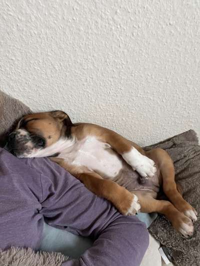 Conti Besitzer? :-)-Beitrag-Bild