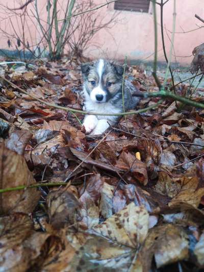 Welpenfotos-Beitrag-Bild