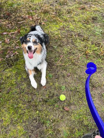 Hundesteuer Erhöhung in Schwielowsee-Beitrag-Bild