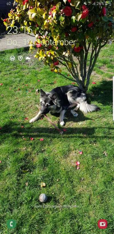 Schäferhund-Beitrag-Bild