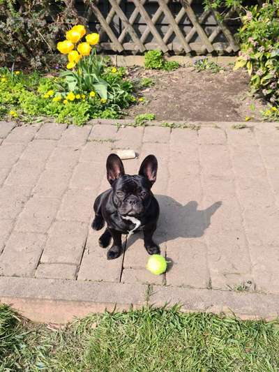 Zeigt her eure Frenchi-Beitrag-Bild