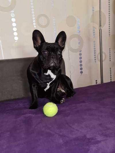 Französische Bulldoggen-Beitrag-Bild