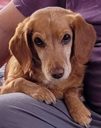 TierschutzhundeStammtisch🐕-Beitrag-Bild