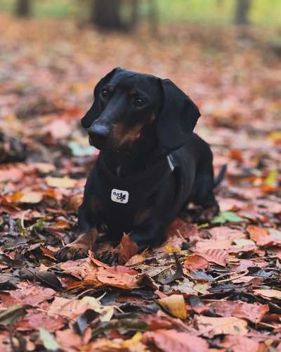 Hundetreffen-Sozialisierungsspaziergang-Bild