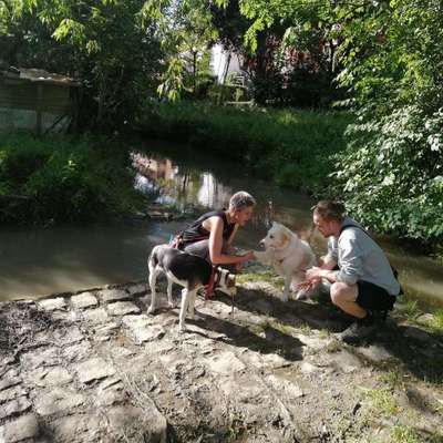 Hundetreffen-Gemeinsame Gassirunde und Kennenlernen der neuen Umgebung