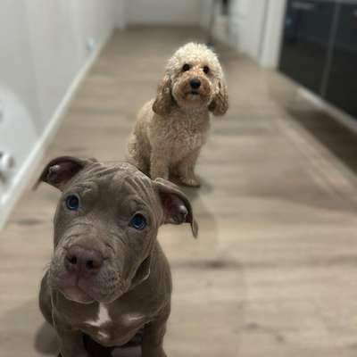 Hundetreffen-Suche Spielpartner für meine Mädels-Bild