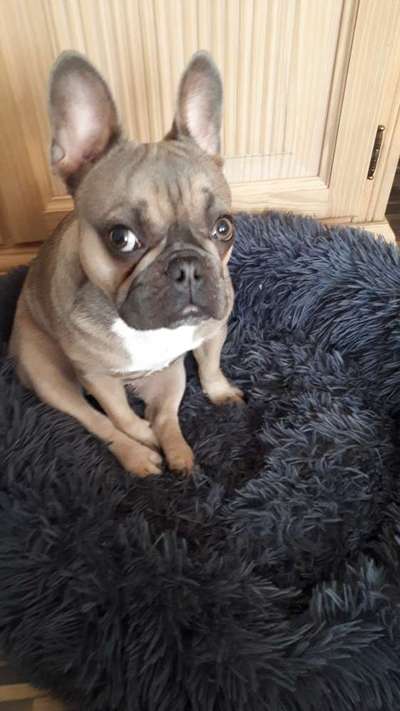 Französische Bulldoggen-Beitrag-Bild