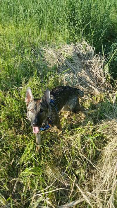 Was wiegt euer Schäferhund?-Beitrag-Bild