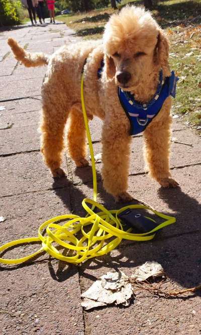 Geklapper der Hundemarken-Beitrag-Bild