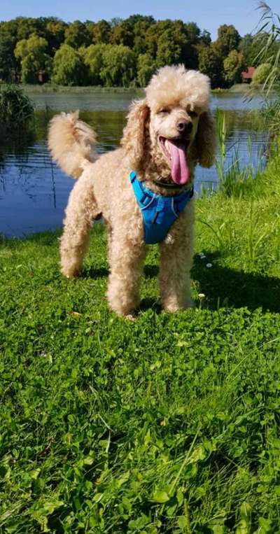 Nicht ganz alltägliche Hundenamen.
Wie kreativ wart ihr?-Beitrag-Bild