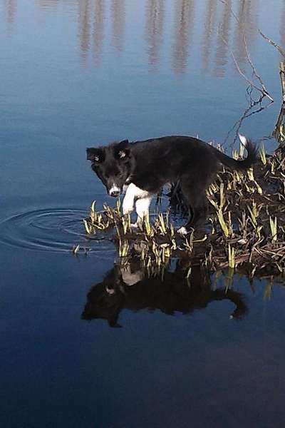 Dogorama-Monats-Challenge-Mai "Wasser"-Beitrag-Bild