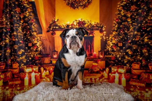 Challenge Nr. 8  Dein Hund im Weihnachtslook-Beitrag-Bild