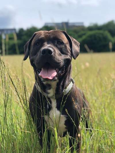 Hunderunde-Beitrag-Bild