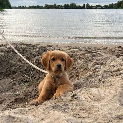 Hundetreffen-Welpentreff Welpenspiel-Bild