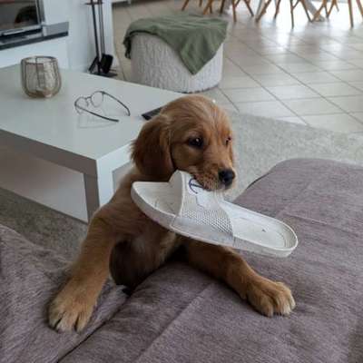 Hundetreffen-Spielkameraden für 12 Wochen alte Golden Retriever Hündin gesucht-Bild