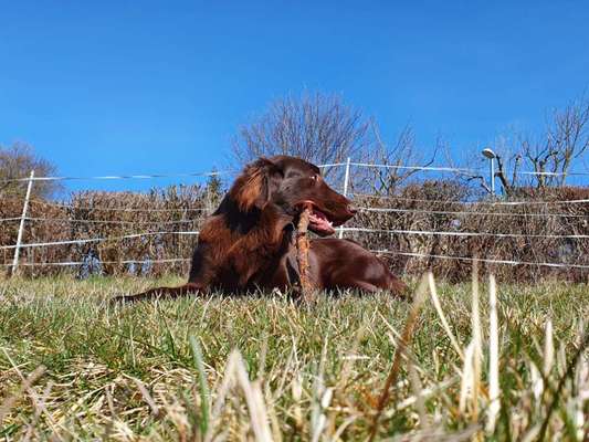 Flat Coated Retriever-Beitrag-Bild
