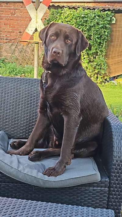 Hundetreffen-Gassirunde-Bild