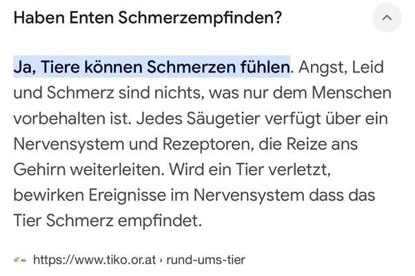 Jagdhundeausbildung an lebenden Enten – notwendig oder unethisch? 🐾-Beitrag-Bild