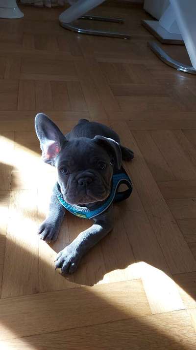 Dogorama Photo Challenge - Hundeblick zum hinschmelzen-Beitrag-Bild