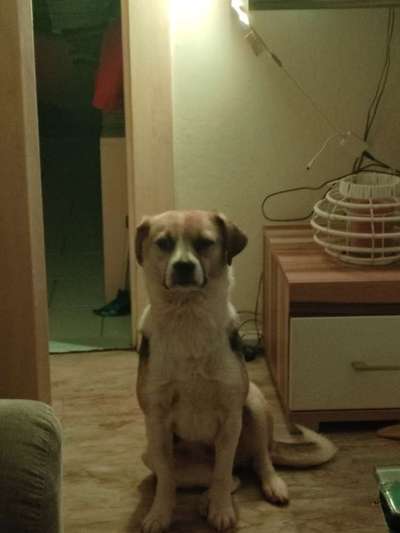 TierschutzhundeStammtisch🐕-Beitrag-Bild