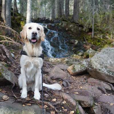 Hundetreffen-Spaziergang im Großraum Lüneburg-Bild