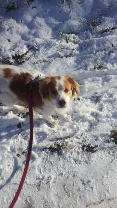 Die Dogorama Kalender Challenge Teil 2/4-Beitrag-Bild