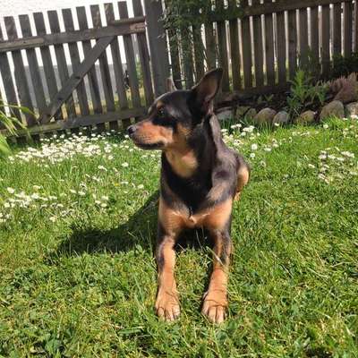 TierschutzhundeStammtisch🐕-Beitrag-Bild