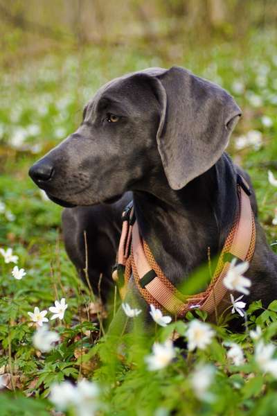 Die Dogorama Monats Challenge "Es grünt und blüht"-Beitrag-Bild