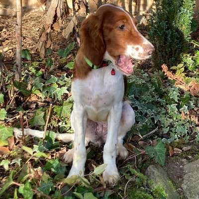 Hundetreffen-Welpentreffen-Bild