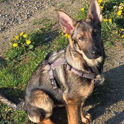 Hundetreffen-Spielfreunde gesucht-Bild