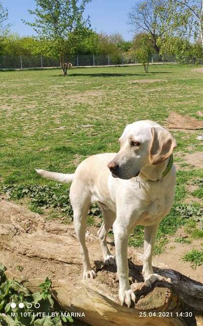 Labradorfans-Beitrag-Bild