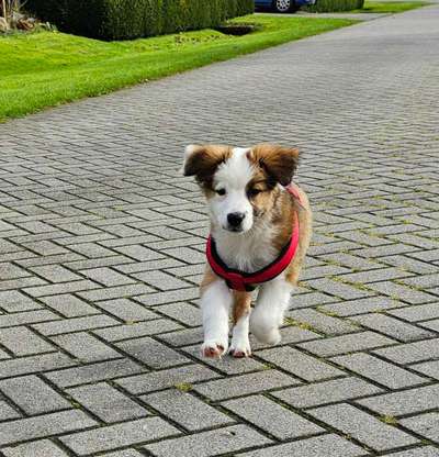 Hundetreffen-Welpentreffen 10-16. Woche-Bild