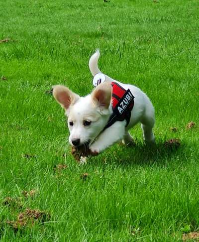 Welpen Bilder !-Beitrag-Bild