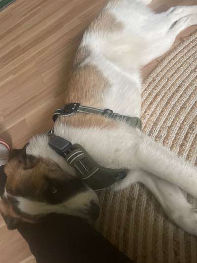 Leonberger-Beitrag-Bild