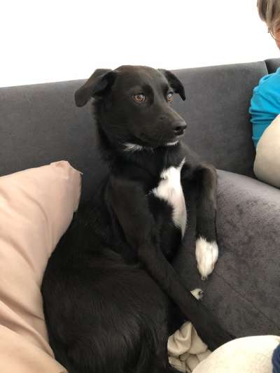 TierschutzhundeStammtisch🐕-Beitrag-Bild