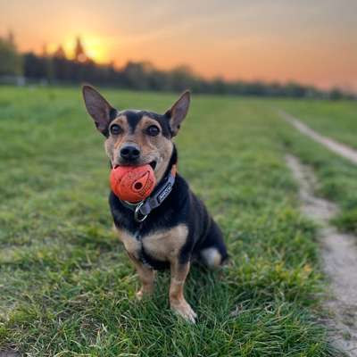 Hundetreffen-Hunderunde Elbwiese Tolkewitz bis Laubegast-Bild