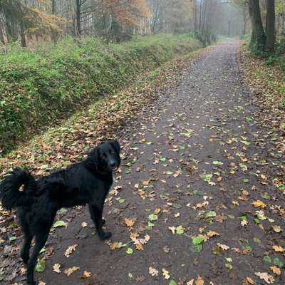 Hundetreffen-Treffen mit jung Hunden