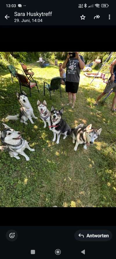 Hundetreffen-Hundetreffen für nordische Rassen-Bild