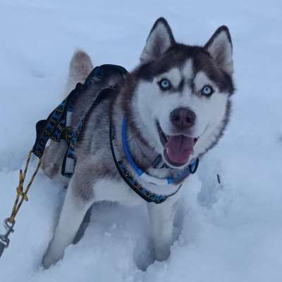 Hundetreffen-Spontanes Gassi gehen-Bild