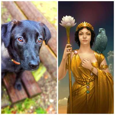 Wie heißt dein Hund?-Beitrag-Bild