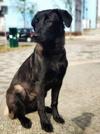 Dogorama Photo Challenge - Der Frühling kommt-Beitrag-Bild