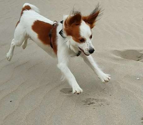 Die Dogorama Wochen Challenge: “Dein Hund im Urlaub”-Beitrag-Bild